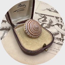 Load image into Gallery viewer, Vintage Sundial Shell Brooch