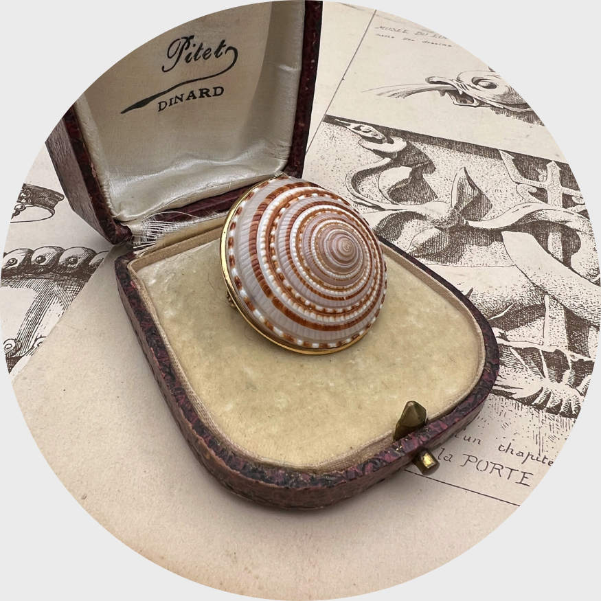 Vintage Sundial Shell Brooch
