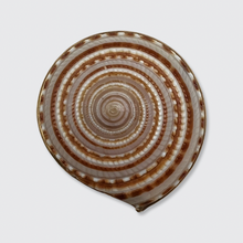 Load image into Gallery viewer, Vintage Sundial Shell Brooch
