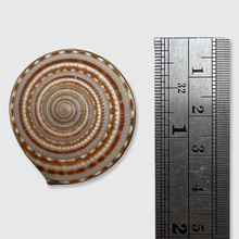 Load image into Gallery viewer, Vintage Sundial Shell Brooch
