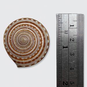 Vintage Sundial Shell Brooch