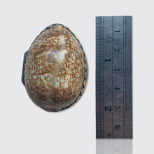 Load image into Gallery viewer, Antique Silver Shell Vinaigrette
